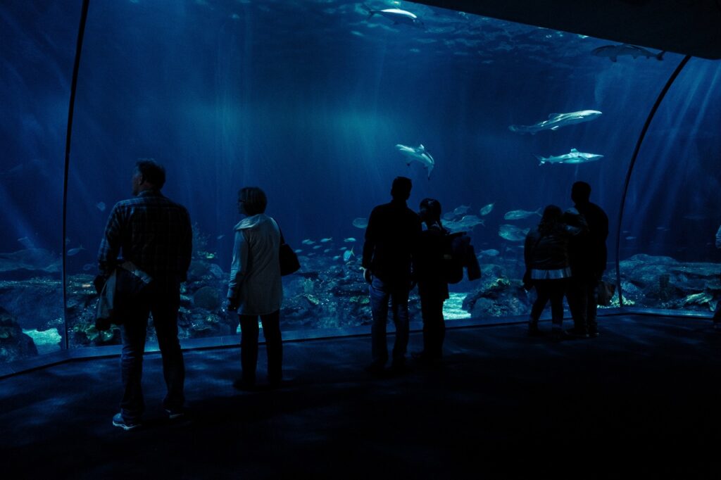 O Shedd Aquarium possui mais de 1.500 espécies que podem ser visualizadas