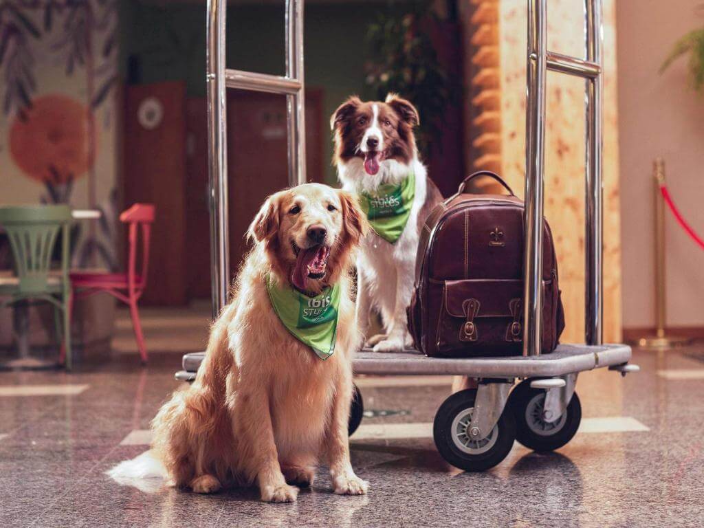 hotéis e pousadas pet friendly em curitiba | Dois cachorros em entrada de hotel perto de uma mochila de couro