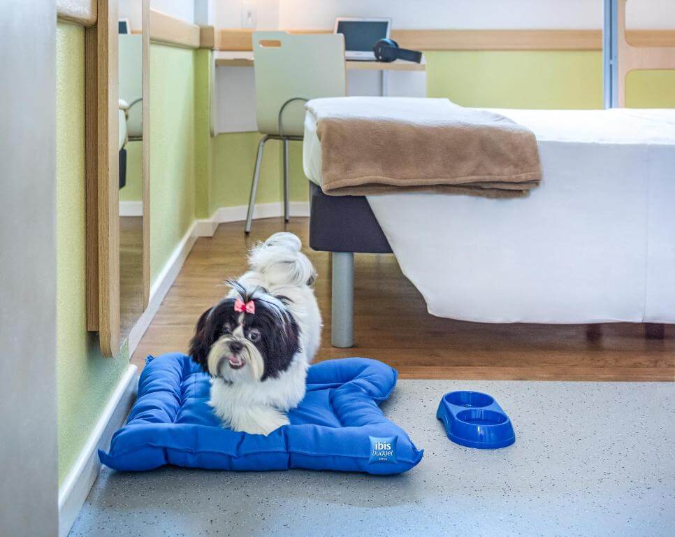 Hotel ibis Budget Belo Horizonte Minascentro Petfriendly com um cachorrinho peludo em cima de uma caminha e bacia d'água