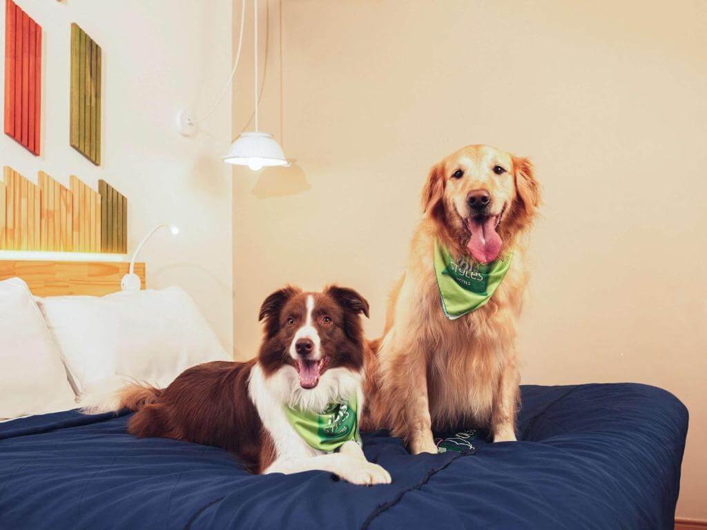 Dois cachorros em cima de cama em hotel pet friendly em Curitiba