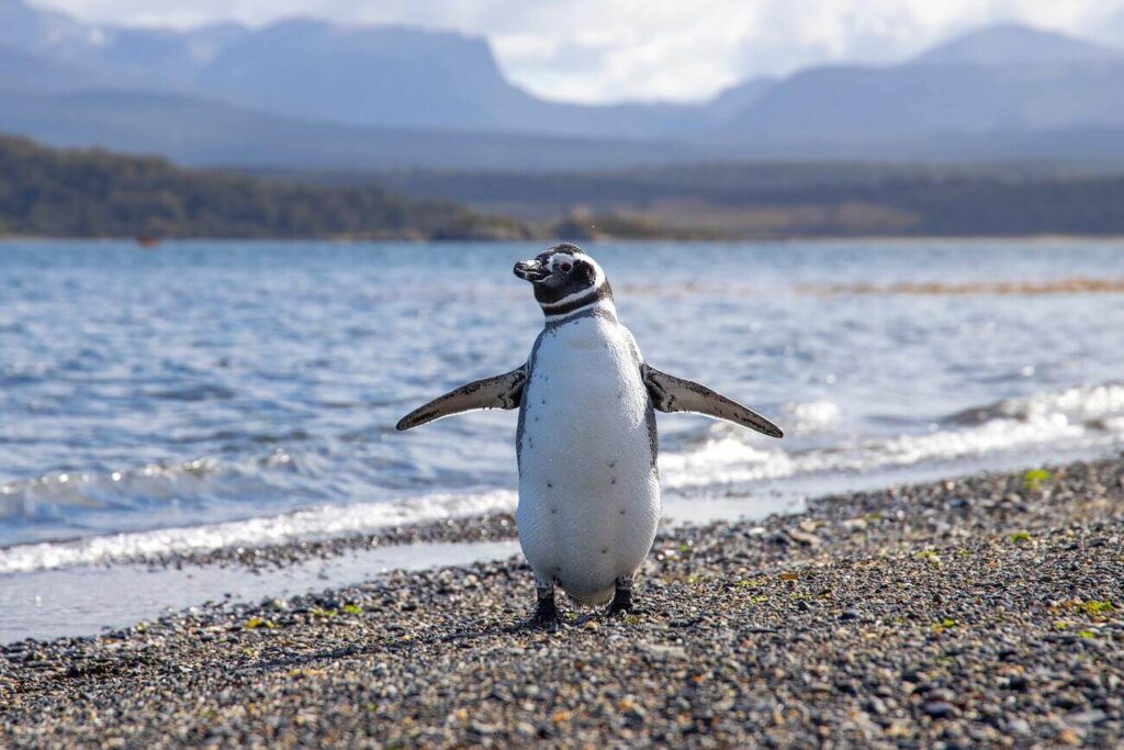 O que Fazer em Ushuaia - Pinguim com as asas abertas perto do mar em Ushuaia na Argentina