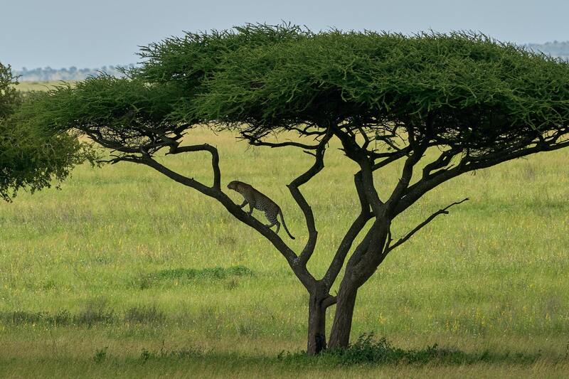africa serengueti tanzania capim | chip de celular áfrica