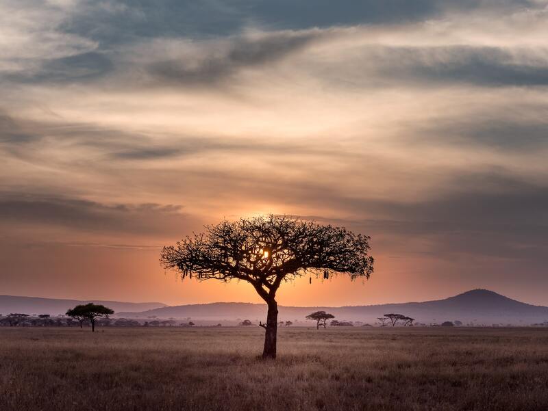 africa serengueti tanzania cultura  chip de celular áfrica