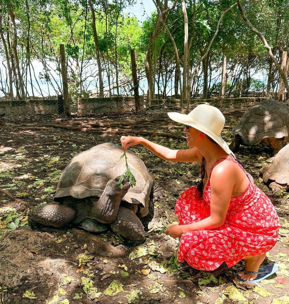 Lívia dando comida para uma tartaruga gigante em Zanzibar - chip internacional Zanzibar