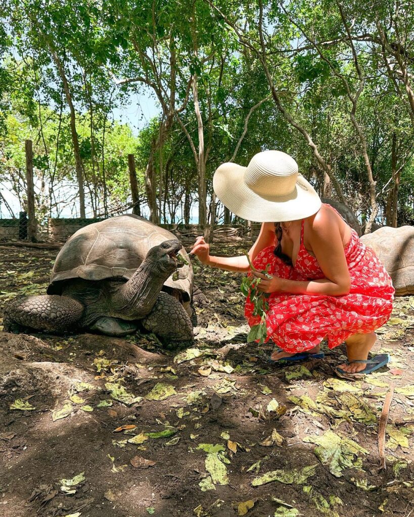 Livia alimentando uma tartaruga gigante em onde ficar em Zanzibar