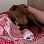 Plano de sa&uacute;de petlove &eacute; bom? - Viajando com Livia