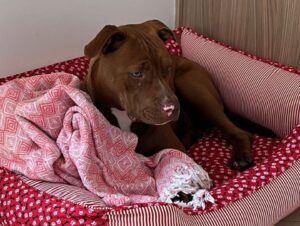 Plano de sa&uacute;de petlove &eacute; bom? - Viajando com Livia