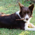 Conv&ecirc;nio m&eacute;dico para Cachorro - Viajando com L&iacute;via