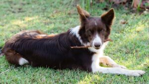 Conv&ecirc;nio m&eacute;dico para Cachorro - Viajando com L&iacute;via