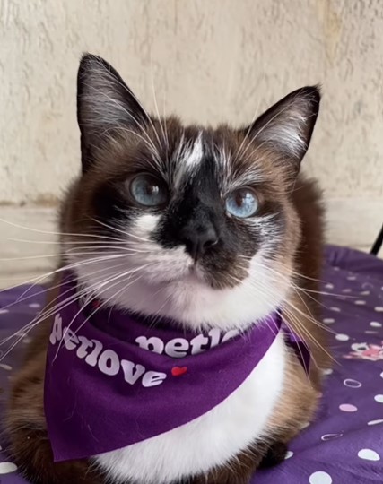 plano de saúde para gatos - Viajando com Lívia