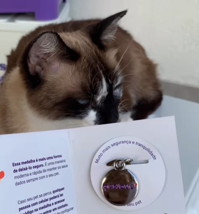 Plano de saúde para gatos - Viajando com Lívia