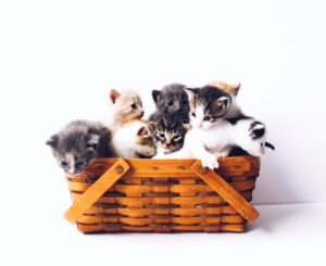 Conv&ecirc;nio para gatos - Viajando com L&iacute;via
