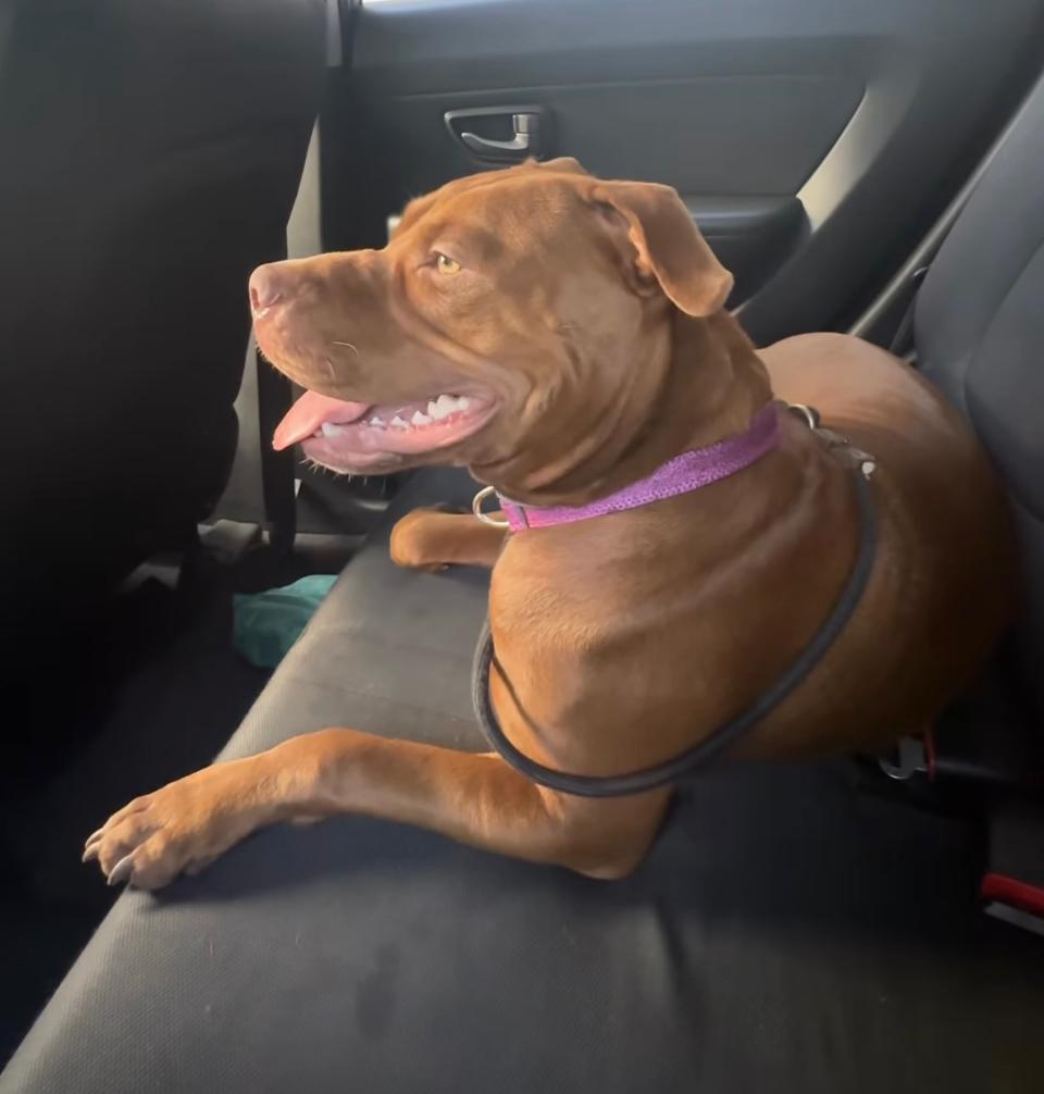 Convênio pet - Viajando com Livia