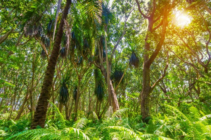 passeio na floresta em Zanzibar - Viajando com Livia