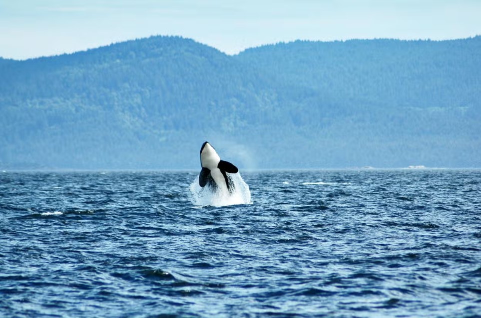 O que fazer em Vancouver - Viajando com Lívia