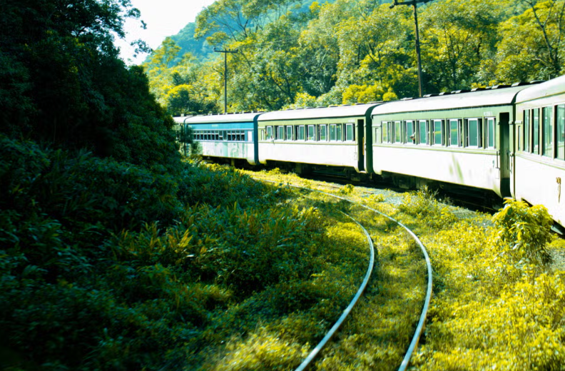 Vista de dentro do trem para a mata.