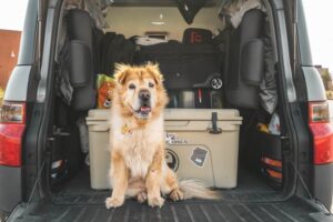 Viagem de carro com cachorro - Viajando com Lívia