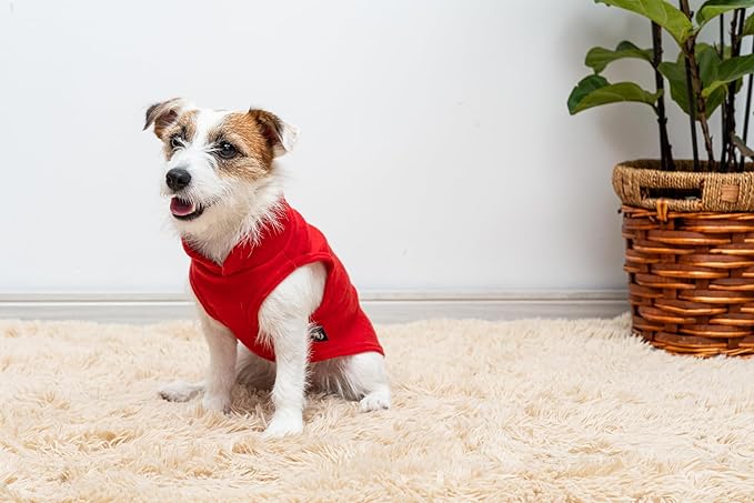 onde comprar roupa para cachorro - Viajando com Lívia
