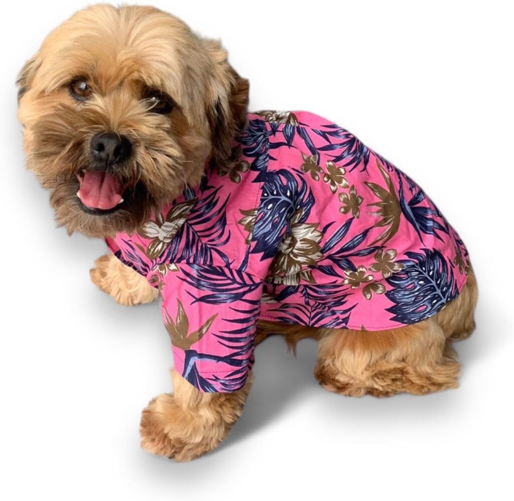 onde comprar roupa de cachorro​ - Viajando com Lívia