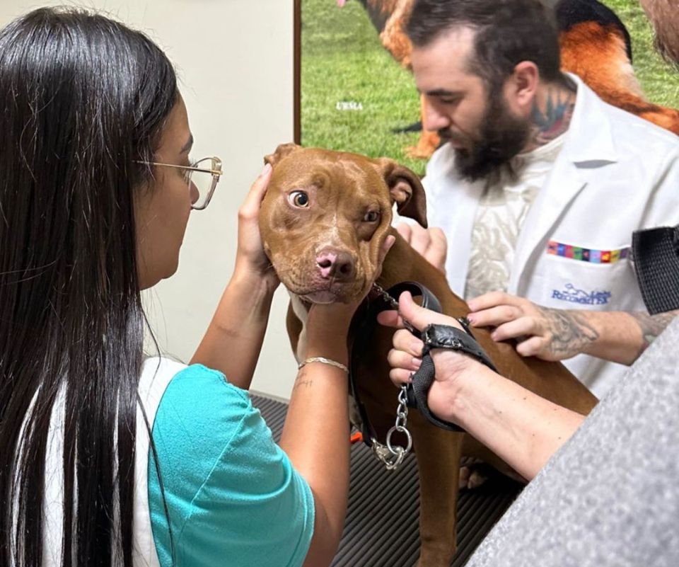 Dora no veterinário colocando microchip.