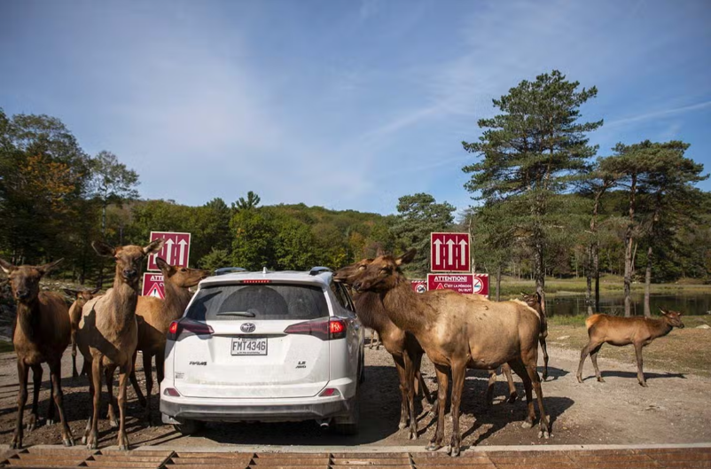 Animais selvagens em torno do carro durante sáfari.