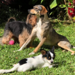 Pousadas pet friendly em Paraty