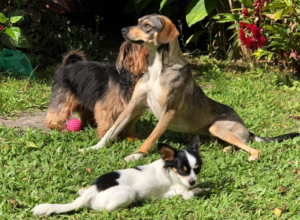 Pousadas pet friendly em Paraty