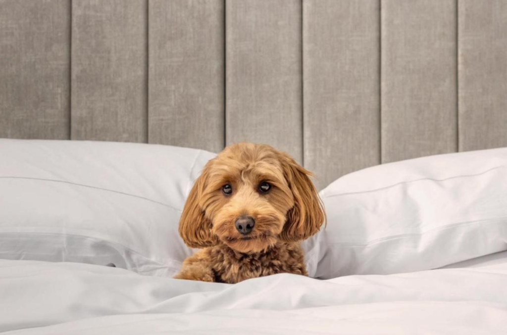 Hotel pet friendly em Toronto no Canadá