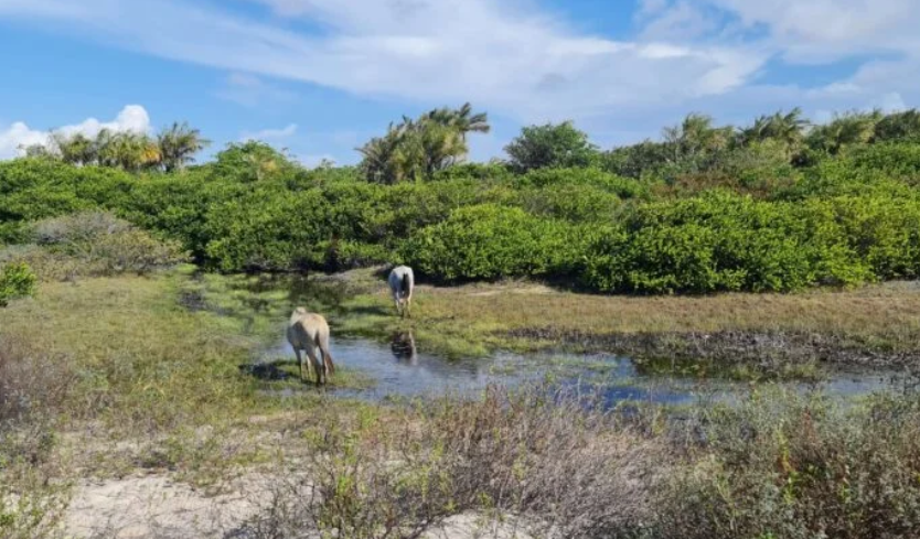 O que fazer nos Lençóis Maranhenses